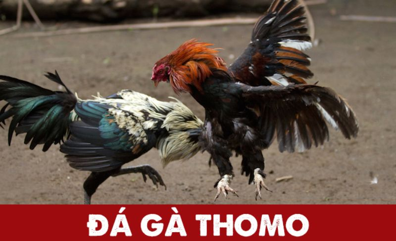 Đá gà Thomo tại VNLoto | Cược nhanh, ăn lớn, chơi đâu trúng đó 2 Đá gà Thomo