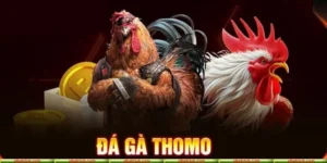 Đá gà Thomo